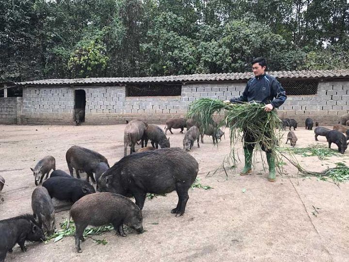 Lợn rừng ăn gì? Các loại thức ăn cho lợn rừng. Cách cho lợn rừng ăn