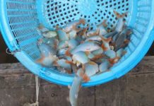 Các trại cá giống uy tín chất lượng ở Đồng Nai Mua bán cá giống ở Đồng Nai. Các trại cá giống uy tín ở Đồng Nai