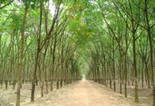 Hướng dẫn cách tính mật độ cây trồng (số cây trồng trên diện tích) Cách tính mật độ cây trồng. Công thức tính số cây trồng trên diện tích