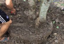 Kỹ thuật trồng và chăm sóc cây khi mới bứng Cách trồng cây lộc vừng mới bứng. Chăm sóc cây lộc vừng mới bứng