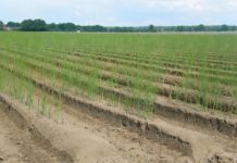 Những loại trồng cây thích hợp trồng trên đất pha cát Nên trồng cây gì trên đất pha cát? Loại cây trồng thích hợp với đất cát