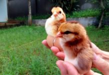 Các trang trại cung cấp gà ta giống chất lượng ở TPHCM Giá gà ta giống TPHCM. Trang trại mua bán gà ta giống ở TPHCM