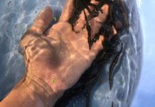 Giá cá chạch lấu, chạch bùn giống. Trang trại bán cá chạch giống Giá cá chạch lấu. Giá chạch bùn giống. Mua bán cá chạch giống uy tín