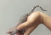 Giá tắc kè giống. Trang trại bán tắc kè giống uy tín Giá tắc kè giống. Mua bán tắc kè giống ở Hà Nội, TP HCM, Đồng Nai