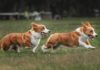Giá phối giống chó Corgi. Địa chỉ phối giống chó Corgi ở Hà Nội, TPHCM Giá phối giống chó Corgi. Phối giống chó Corgi ở Hà Nội, TPHCM uy tín