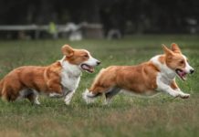 Giá phối giống chó Corgi. Địa chỉ phối giống chó Corgi ở Hà Nội, TPHCM Giá phối giống chó Corgi. Phối giống chó Corgi ở Hà Nội, TPHCM uy tín