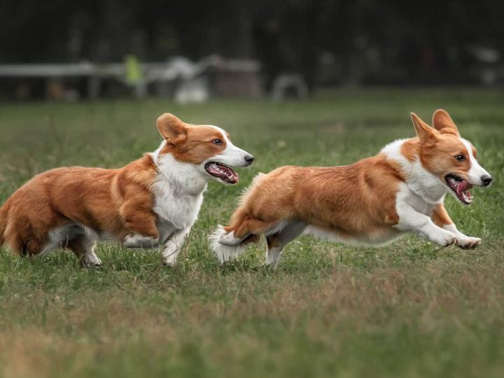 Giá phối giống chó Corgi. Phối giống chó Corgi ở Hà Nội, TPHCM uy tín