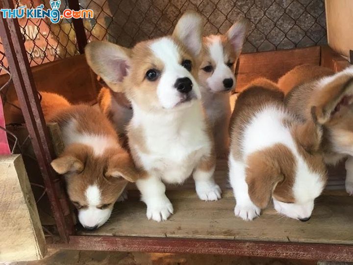 Giá phối giống chó Corgi. Phối giống chó Corgi ở Hà Nội, TPHCM uy tín