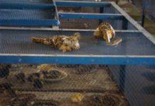 Kỹ thuật nuôi trăn con. Thức ăn cho trăn con theo từng giai đoạn Kỹ thuật nuôi trăn con. Thức ăn cho trăn con từ 1 - 2 - 3 tháng tuổi