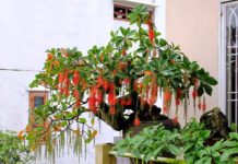 Cây lộc vừng nên trồng ở đâu? Có nên trồng cây lộc vừng trước nhà? Cây lộc vừng nên trồng ở đâu? Có nên trồng cây lộc vừng trước nhà?