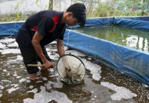 Kỹ thuật nuôi cá chạch lấu, chạch bùn trong bể xi măng Kỹ thuật nuôi cá chạch lấu, chạch bùn trong bể xi măng