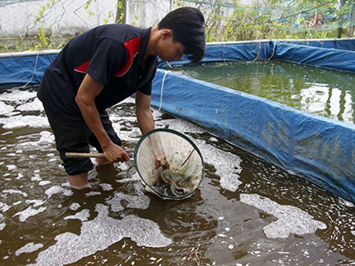 Kỹ thuật nuôi cá chạch lấu, chạch bùn trong bể xi măng