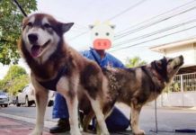 Giá phối giống chó Alaska. Dịch Vụ phối giống chó Alaska ở Hà Nội, TPHCM Giá phối giống chó Alaska. Phối giống chó Alaska tại Hà Nội, TPHCM