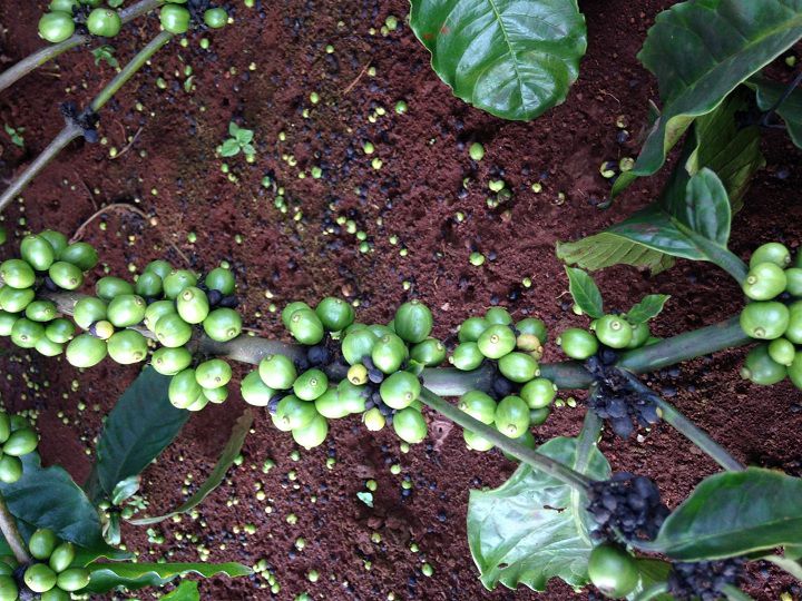 Giá thuốc chống rụng hoa, quả non. Mua bán thuốc chống rụng quả
