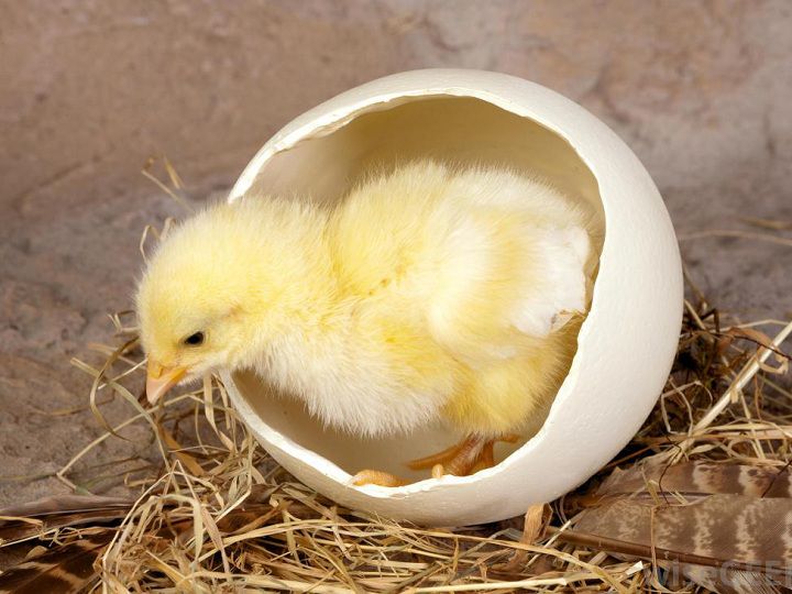 Cách nhận biết gà mái sắp đẻ. Cách bảo quản trứng gà để ấp