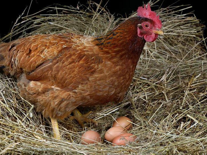 Cách nhận biết gà mái sắp đẻ. Cách bảo quản trứng gà để ấp