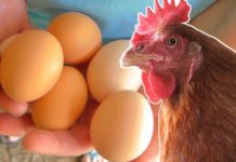 Cách nhận biết gà mái sắp đẻ. Cách bảo quản trứng gà để ấp Cách nhận biết gà mái sắp đẻ. Cách bảo quản trứng gà để ấp