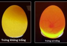 Hướng dẫn cách nhận biết trứng gà có trống hay không Cách nhận biết trứng gà có trống. Cách soi trứng gà có trống