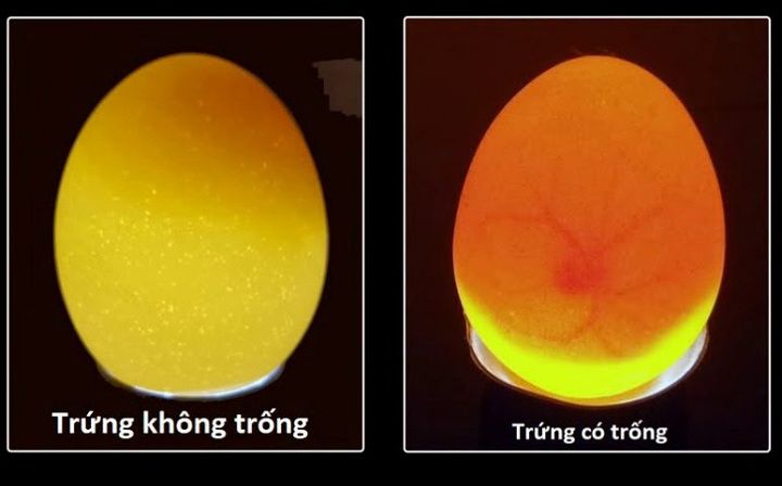 Cách nhận biết trứng gà có trống. Cách soi trứng gà có trống