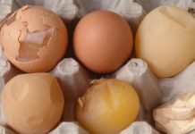 Gà đẻ trứng non: nguyên nhân và cách chữa trị Tại sao gà đẻ trứng non? Cách chữa trị gà đẻ trứng non