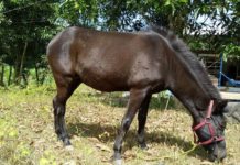 Giá ngựa giống các loại. Trang trại bán ngựa giống uy tín Giá ngựa giống. Mua ngựa giống ở đâu? Trại bán ngựa giống uy tín