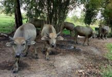 Giá trâu giống các loại. Trang bán trâu giống uy tín trên cả nước Giá trâu giống. Mua bán trâu giống. Trại trâu giống uy tín trên cả nước