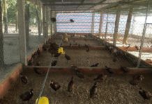 Kỹ thuật nuôi chim trĩ đẻ trứng. Cách ấp trứng chim trĩ Kỹ thuật nuôi chim trĩ đẻ trứng. Cách ấp trứng chim trĩ