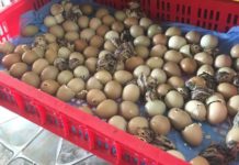 Nhiệt độ ấp trứng gà ta, gà đông tảo, gà chọi, gà tre