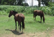 Hướng dẫn kỹ thuật nuôi ngựa thịt chi tiết Kỹ thuật nuôi ngựa thịt. Thức ăn cho ngựa. Cách vỗ béo ngựa thịt