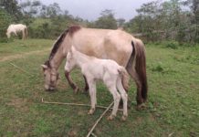 Hướng dẫn kỹ thuật nuôi ngựa sinh sản Kỹ thuật nuôi ngựa sinh sản. Cách chăm sóc ngựa cái mang thai