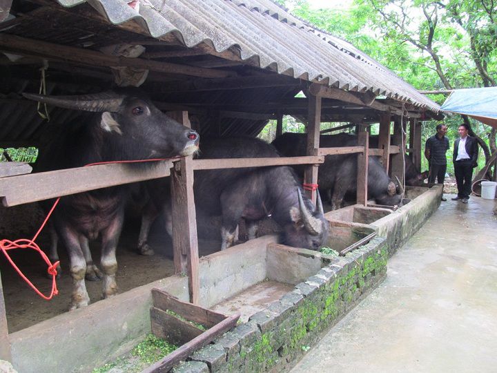 Kỹ thuật nuôi trâu thịt nhốt chuồng. Cách nuôi trâu vỗ béo nhanh nhất