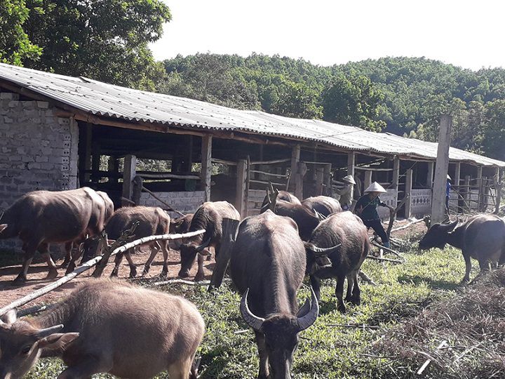 Kỹ thuật nuôi trâu thịt nhốt chuồng. Cách nuôi trâu vỗ béo nhanh nhất