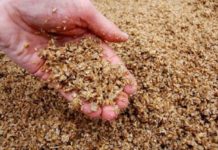 Giá bã hèm bia làm thức ăn chăn nuôi. Nơi bán bã bia làm thức ăn chăn nuôi Giá bã hèm bia làm thức ăn chăn nuôi. Bán bã bia làm thức ăn chăn nuôi