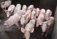 Cách nuôi heo con mau lớn. Thức ăn cho heo con theo từng giai đoạn Cách nuôi heo con mau lớn. Thức ăn cho heo con theo từng giai đoạn