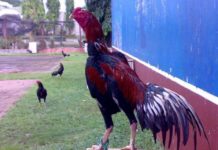 Cho gà ăn gì để lông mượt? Thức ăn, thuốc bổ cho gà chọi mượt lông Cho gà ăn gì để lông mượt? Thức ăn, thuốc bổ cho gà chọi mượt lông