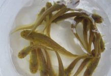 Giá cá nheo giống và thịt. Trang trại bán cá nheo giống uy tín Giá cá nheo giống. Giá cá nheo thịt. Trang trại mua bán cá nheo giống tốt