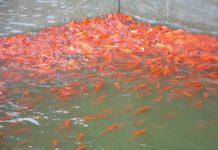 Kỹ thuật nuôi cá chép vàng. Thức ăn cho cá chép vàng Kỹ thuật nuôi cá chép vàng. Ao nuôi và Thức ăn cho cá chép vàng.