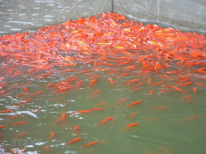Kỹ thuật nuôi cá chép vàng. Ao nuôi và Thức ăn cho cá chép vàng. 
