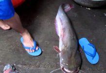 Cá nheo là cá gì? Kỹ thuật nuôi cá nheo nước ngọt năng suất cao