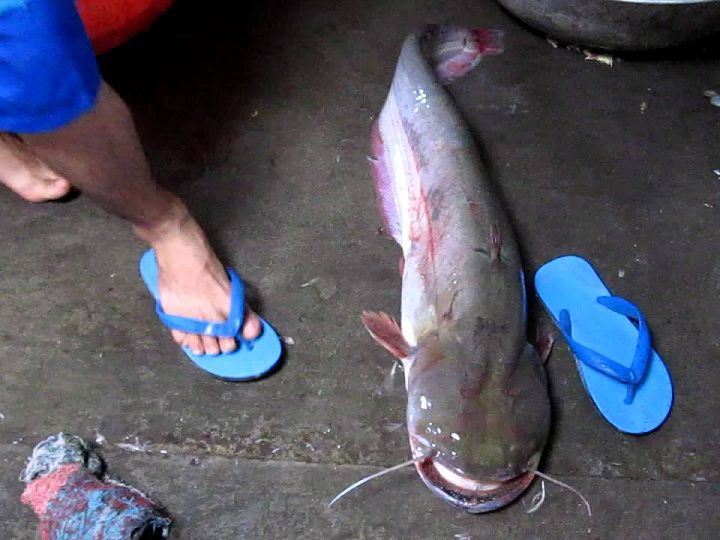 Cá nheo là cá gì? Kỹ thuật nuôi cá nheo nước ngọt năng suất cao