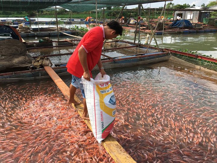 Kỹ thuật làm lồng bè nuôi cá bằng thép, gỗ, tre. Cách nuôi cá trong lồng bè