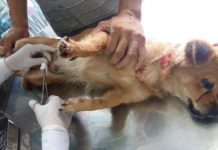 Chó đực có nên thiến (triệt sản) không? Thiến chó đực bao nhiêu tiền? Chó đực có nên thiến (triệt sản) không? Thiến chó đực bao nhiêu tiền?