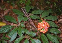 Giá cây giống, hạt giống sâm Ngọc Linh. Nơi bán giống sâm Ngọc Linh Giá cây giống, hạt giống sâm Ngọc Linh. Mua bán giống sâm Ngọc Linh